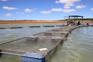 TCU aponta 49 mil registros de pescadores sem atividade aquícola