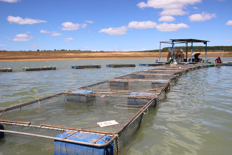 TCU aponta 49 mil registros de pescadores sem atividade aquícola