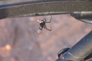 Aranha viúva-negra em teia - Metrópoles