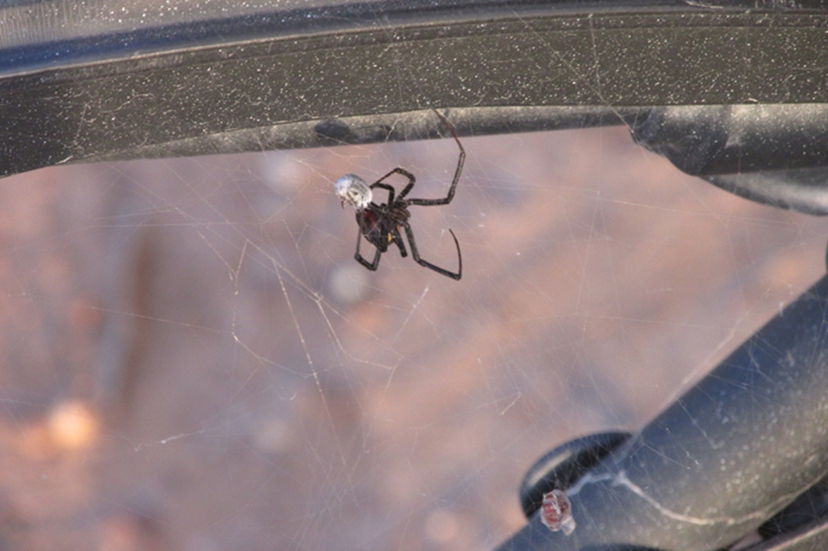 Aranha viúva-negra em teia - Metrópoles