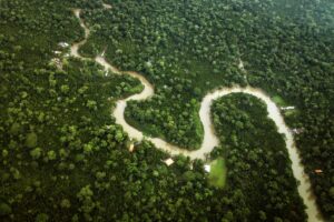 Fotografia colorida mostrando floresta-Metrópoles