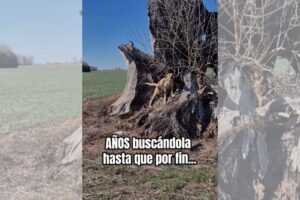 foto colorida vira-lata encontrada depois de anos no mato
