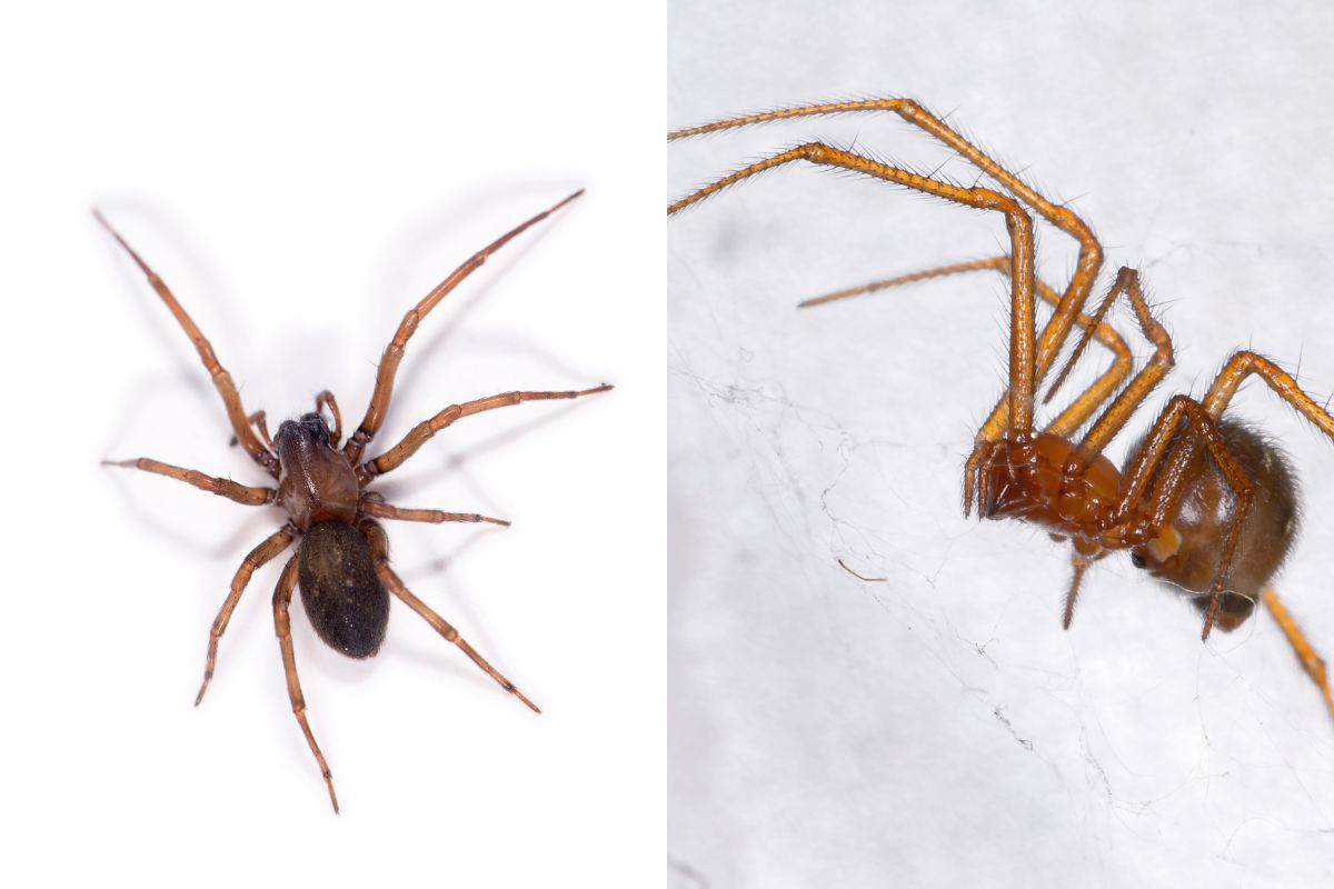 Ícone de sino para notificações