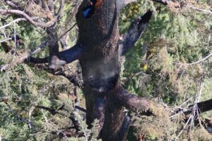 Ícone de sino para notificações