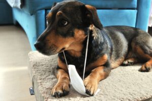 Ícone de sino para notificações