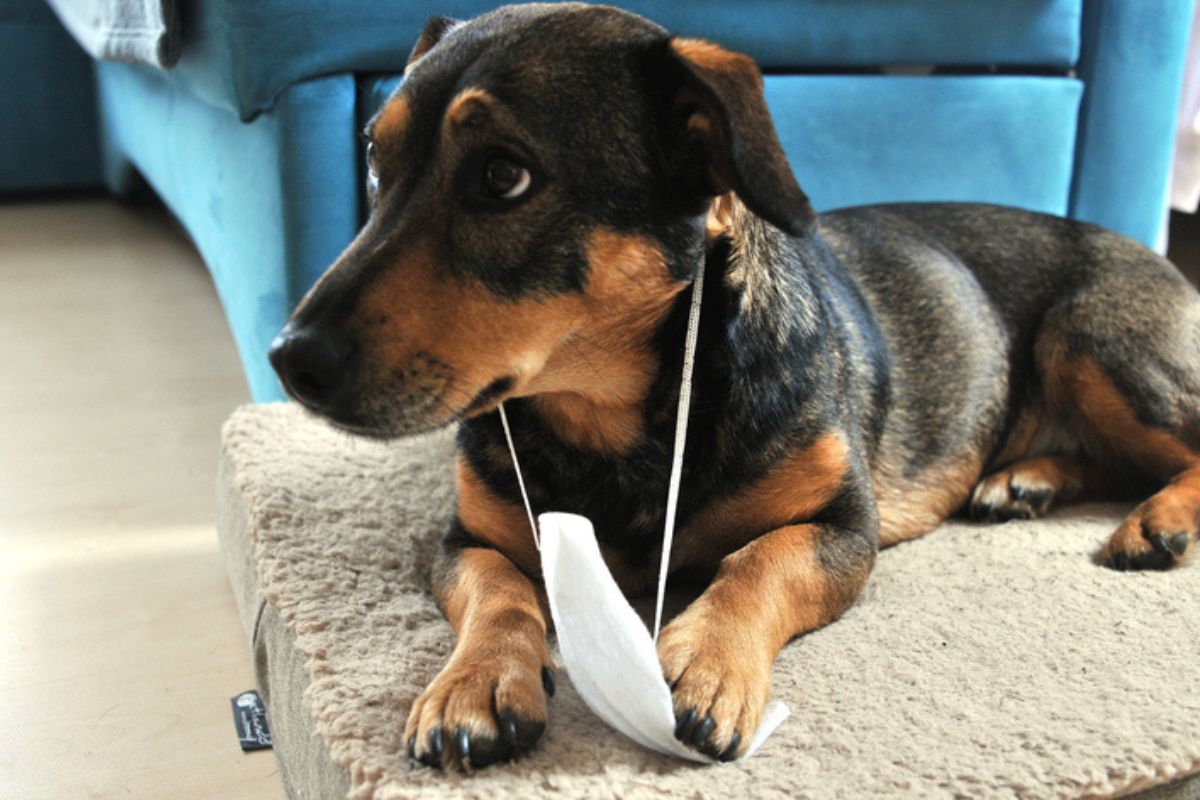 Ícone de sino para notificações