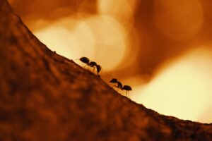 Ícone de sino para notificações