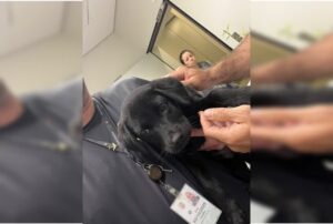 Vídeo: homem abandona cão em aeroporto de SC e embarca para Brasília