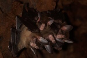 Ícone de sino para notificações