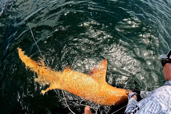 Pesquisadores acham tubarão laranja pela 1ª vez no Caribe. Veja fotos