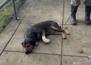 No Rio de Janeiro, cachorros são alvo de ataques de criminosos