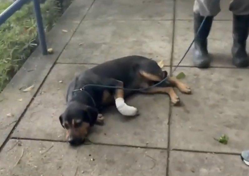 No Rio de Janeiro, cachorros são alvo de ataques de criminosos