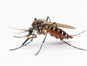 Mosquitos são encontrados pela primeira vez na Islândia, um dos últimos lugares do mundo livre desses insetos