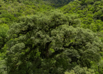 Noruega anuncia investimento de US$ 3 bilhões para salvar florestas Mata Atlântica perde 2,4 milhões de hectares em 40 anos