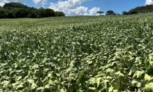 Agronegócio enfrenta alta nos casos de inadimplência