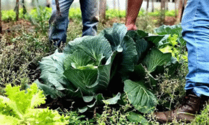 Agricultura familiar receberá R$ 60 milhões para produção de bioinsumo