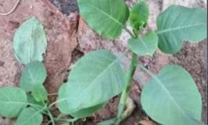 Família é internada após comer ‘falsa couve’ em Minas Gerais