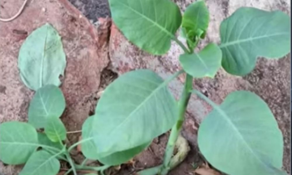 Família é internada após comer ‘falsa couve’ em Minas Gerais