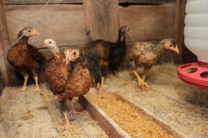 Minas Gerais descarta 450 toneladas de ovos fecundados provenientes de Montenegro (RS)