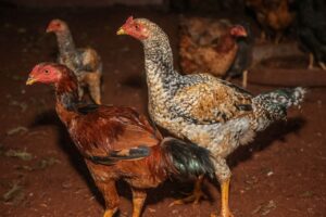 Coreia do Sul pode aliviar restrições à importação de frango brasileiro