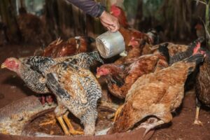 Gripe aviária: México suspende importação de produtos avícolas do Brasil