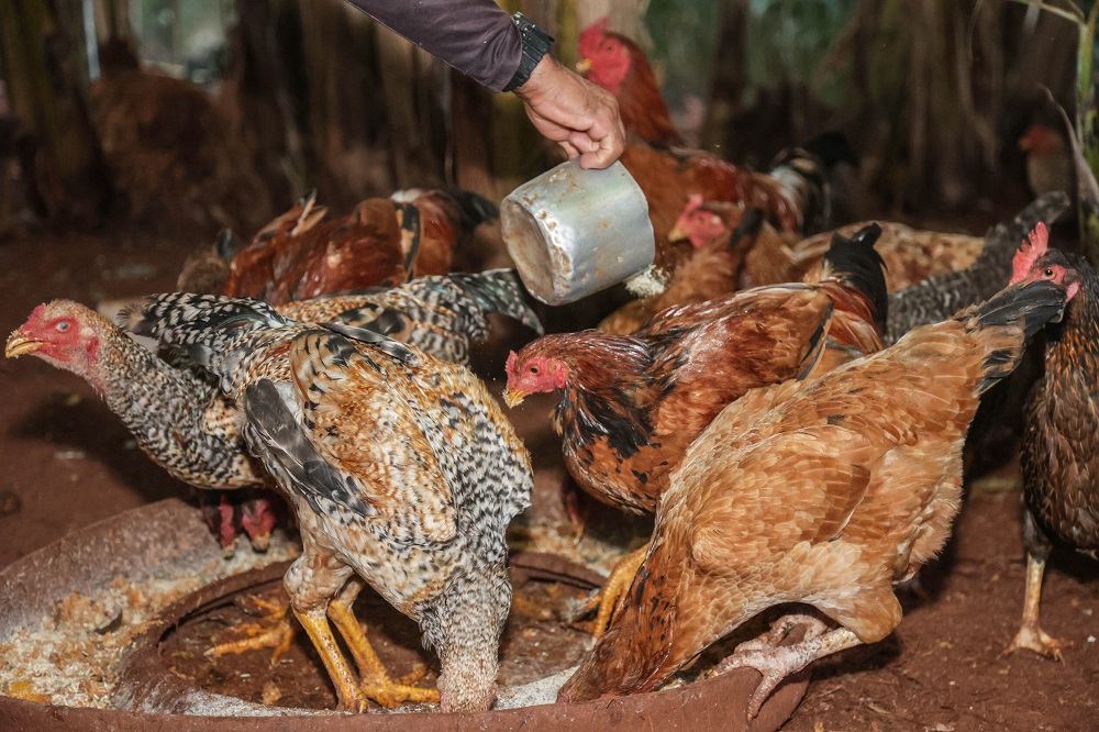 Gripe aviária: México suspende importação de produtos avícolas do Brasil