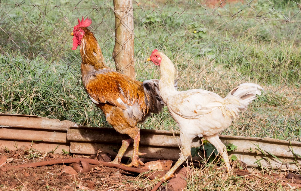 Gripe aviária: sobem de 6 para 10 os casos em investigação; nenhum é em granja comercial