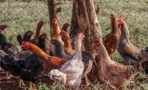 Brasil se declara livre de gripe aviária após foco que afetou exportações