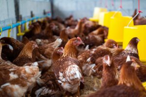 Brasil registra recorde de 1,6 bilhão de aves comerciais em 2024, mostra IBGE
