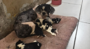 50 animais com sinais de maus-tratos são resgatados em canil clandestino no Rio de Janeiro