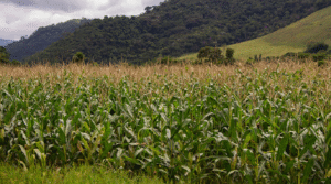 Safra 2025 alcançará 341,9 milhões de toneladas e será 16,8% maior do que a de 2024, diz IBGE