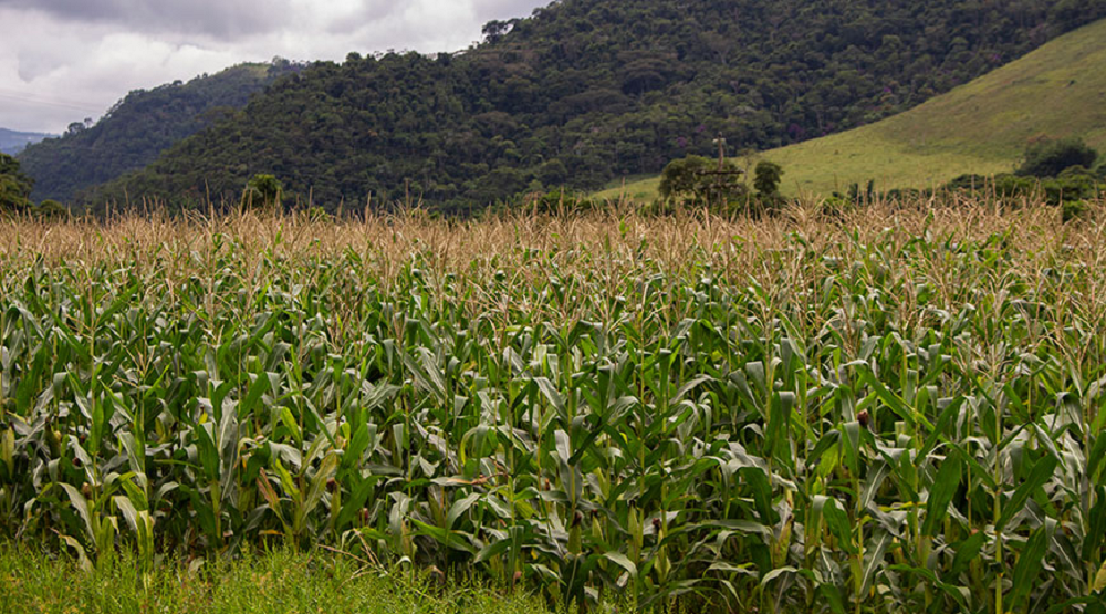 Safra 2025 alcançará 341,9 milhões de toneladas e será 16,8% maior do que a de 2024, diz IBGE