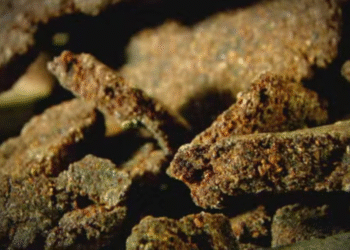 O que é a cocaína negra, droga apreendida no AM que pode custar 10x mais do que a comum O que é a cocaína negra, droga apreendida no AM que pode custar 10x mais do que a comum