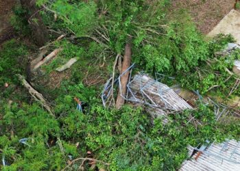 Construtora retirará 118 árvores de bosque na zona oeste de SP, após acordo com a Prefeitura
