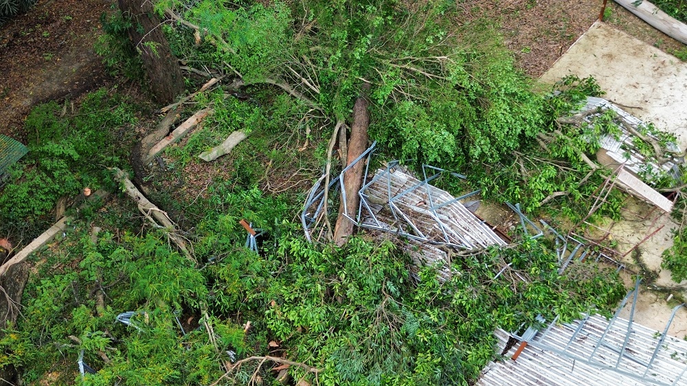 Construtora retirará 118 árvores de bosque na zona oeste de SP, após acordo com a Prefeitura