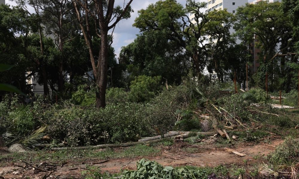Na cúpula do príncipe William, Marina Silva anuncia criação de coliazão internacional contra crimes ambientais