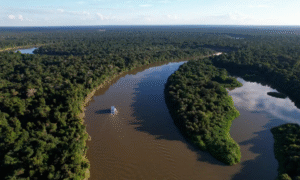 Amazônia e Cerrado registram queda ‘histórica’ de desmatamento, diz governo