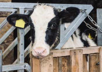 Projeto aprovado na Câmara coloca proteção animal em perigo, dizem especialistas Projeto aprovado na Câmara coloca proteção animal em perigo, dizem especialistas