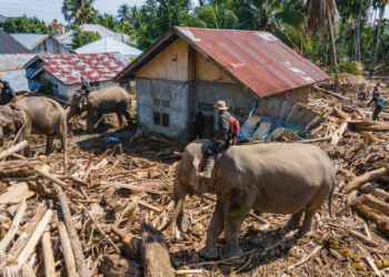 Autoridades indonésias alertam para escassez de alimentos e remédios após inundações Autoridades indonésias alertam para escassez de alimentos e remédios após inundações