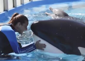 Morre a orca Kshamenk na Argentina Morre a orca Kshamenk na Argentina