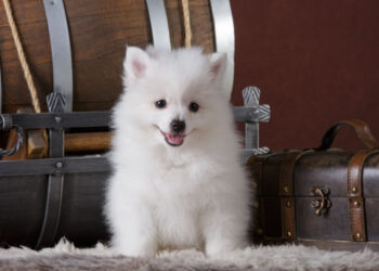 Spitz alemão e volpino italiano: 7 diferenças entre as raças